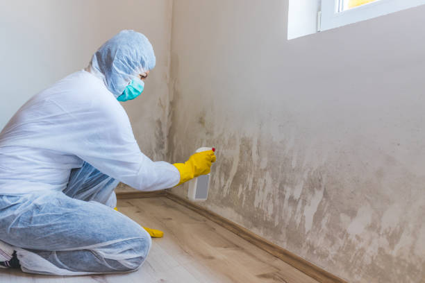Licensed Attic Mold Removal service in Reedsville, PA - WQB Mold Removal