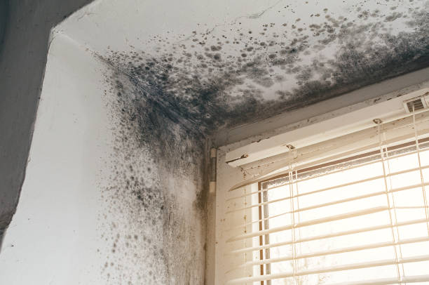 Affordable Attic Mold Removal solutions in Reedsville, PA